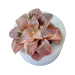 Haworthia Atrofusca, Variegata