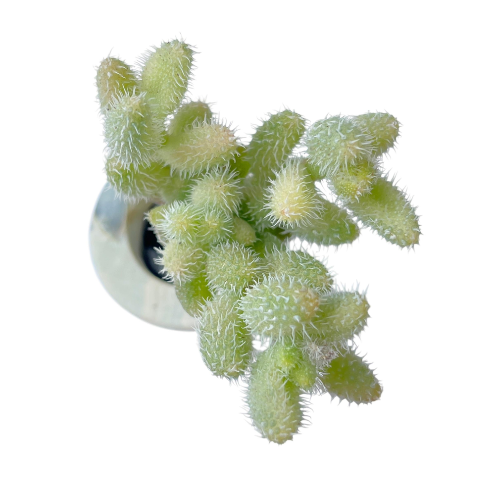 Delosperma Echinatum, Lightly Variegated Small Branch