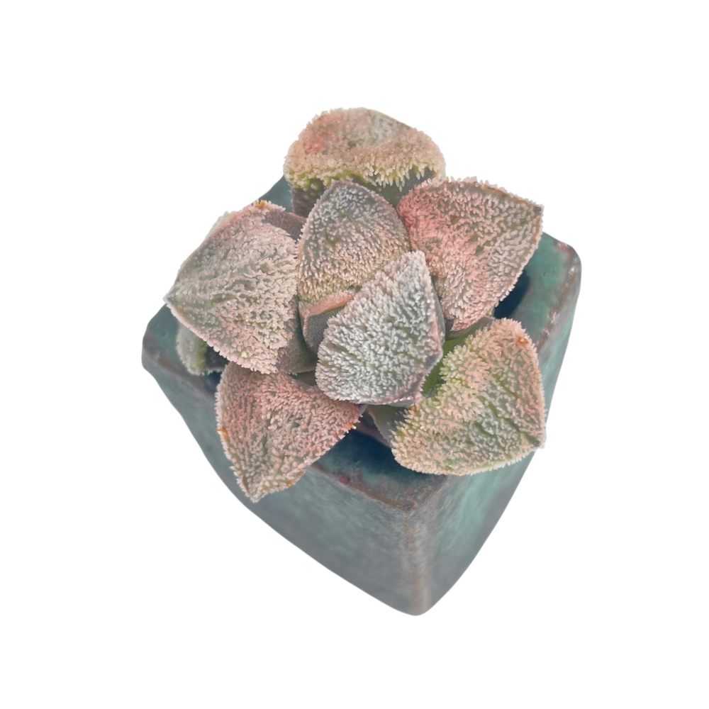 Haworthia Pygmaea Unknown Hybrid