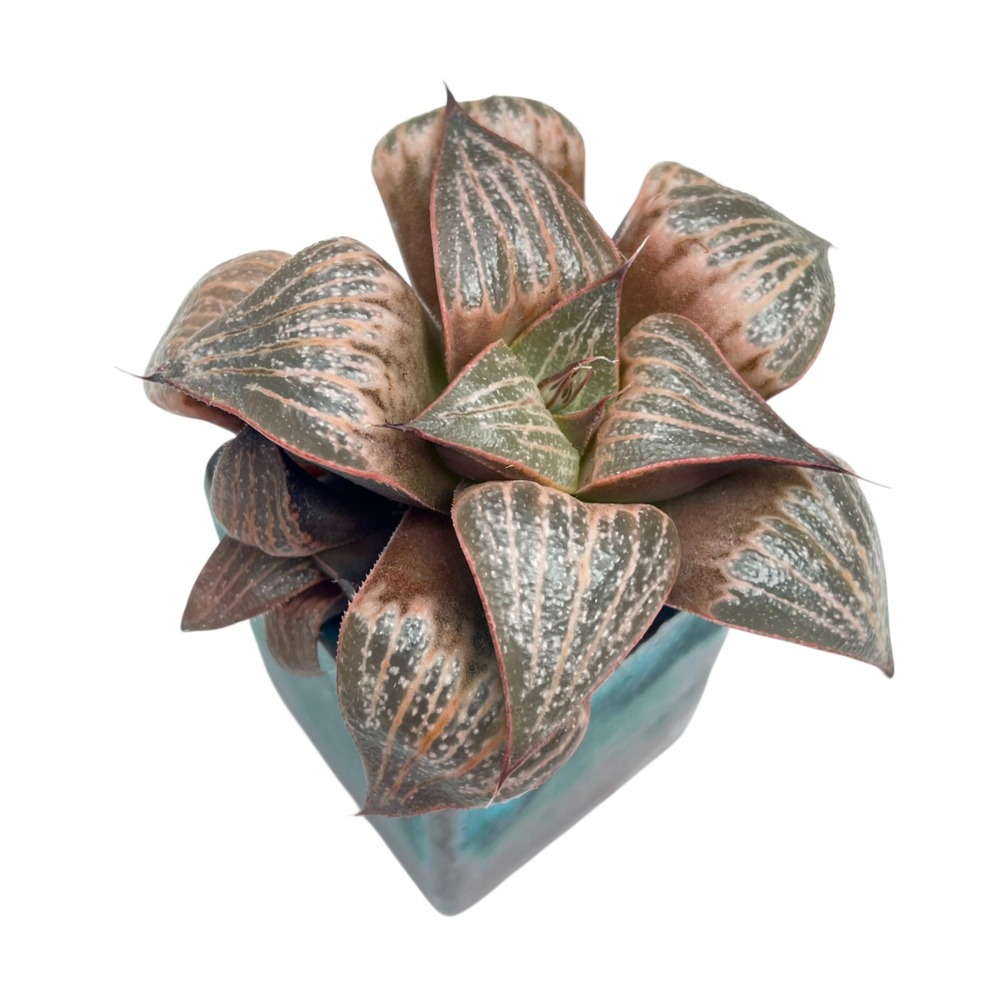Haworthia Love, Large and Offsetting