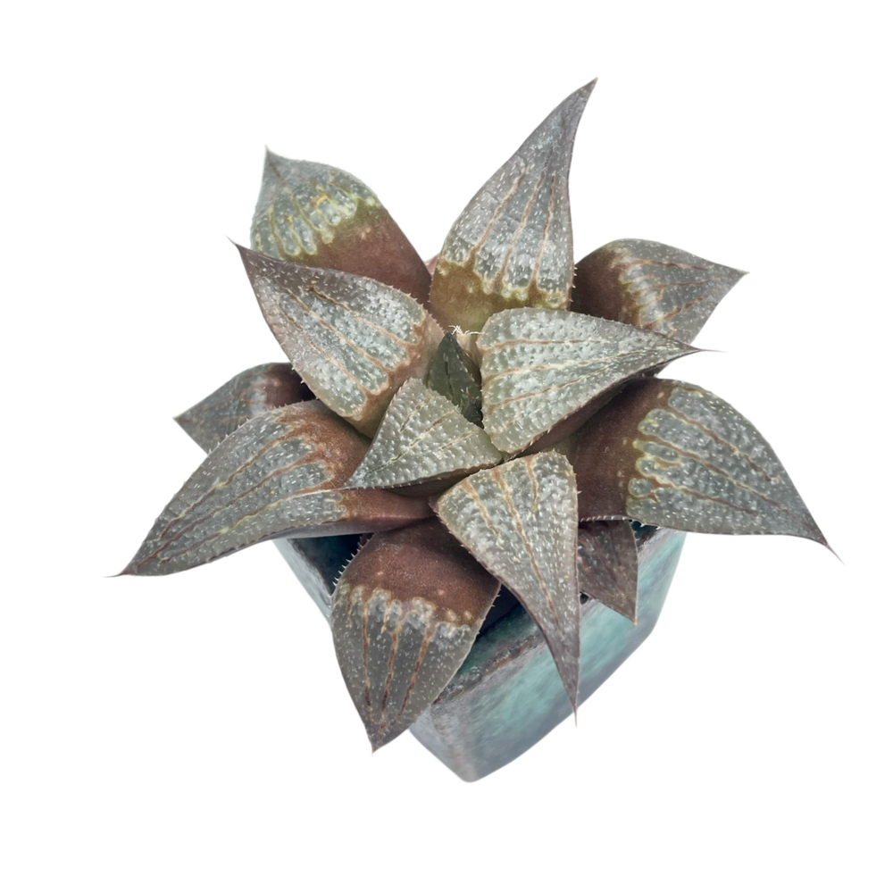 Haworthia Unknown, (Possibly a Splendens x Atrofusca Hybrid)