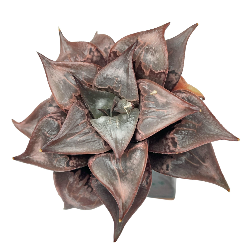 Haworthia Pink Liner