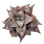 Haworthia Pink Liner