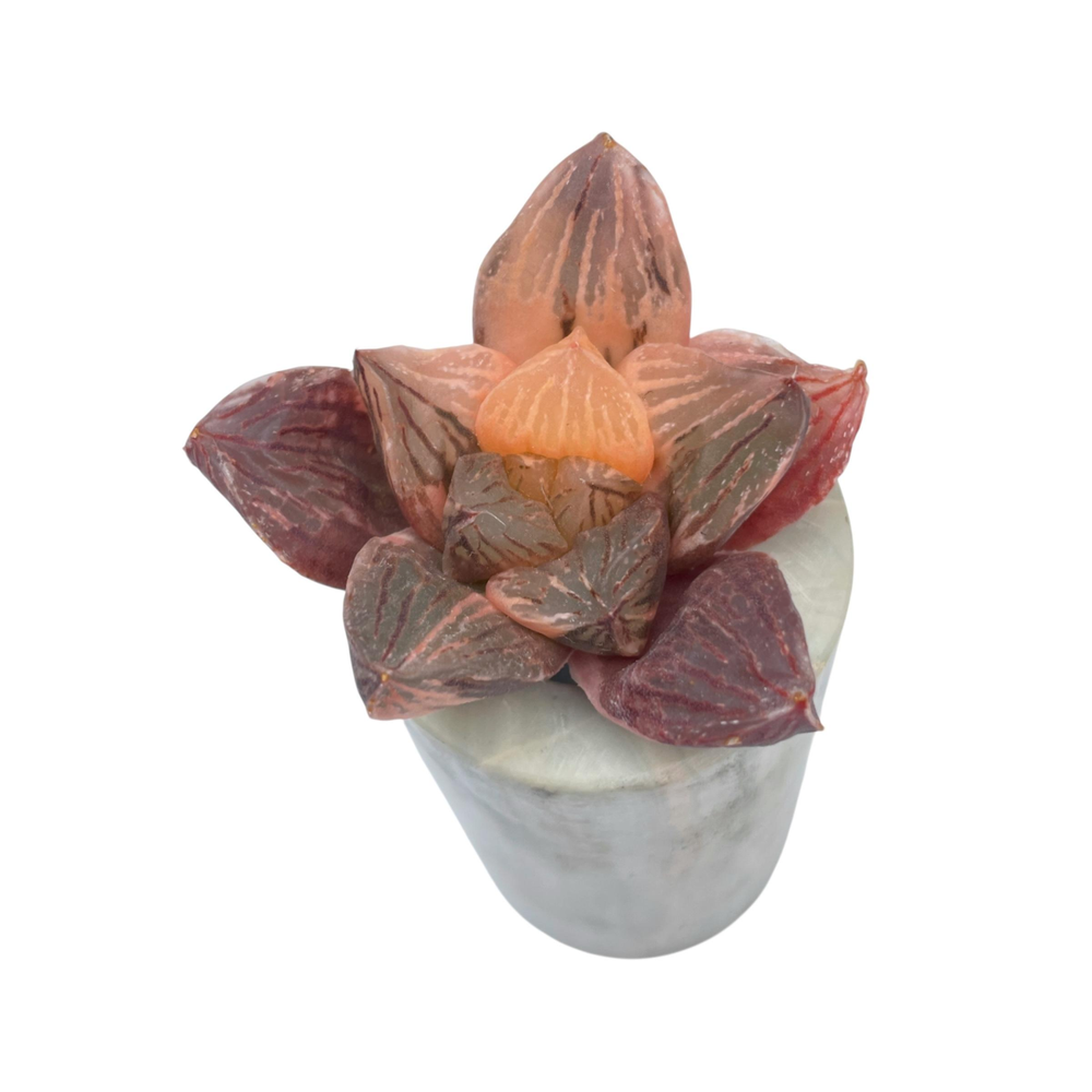 Haworthia Unknown, Variegated, (Possibly a Cooperi Hybrid)