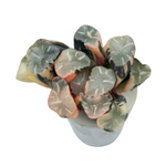 Haworthia Maughanii, Variegata