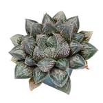 Haworthia Mirrorball