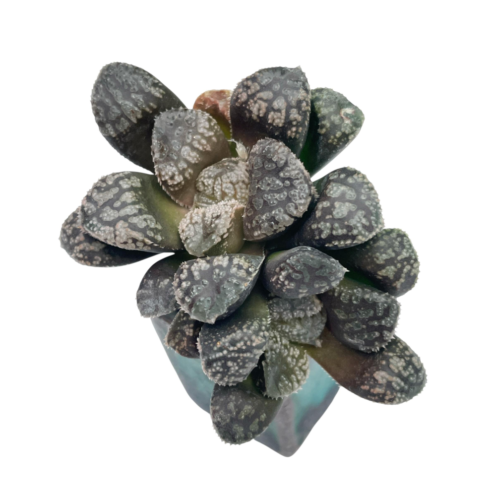 Haworthia Mordor, Double