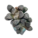 Haworthia Mordor, Double