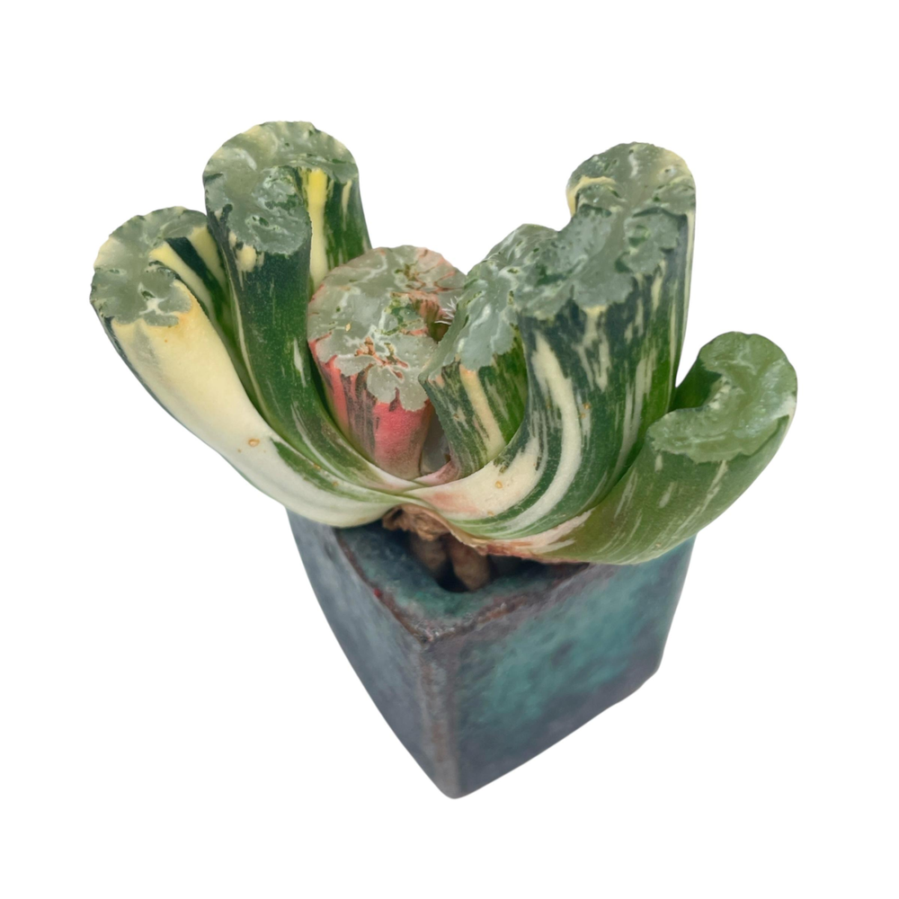 Haworthia Truncata, Variegata
