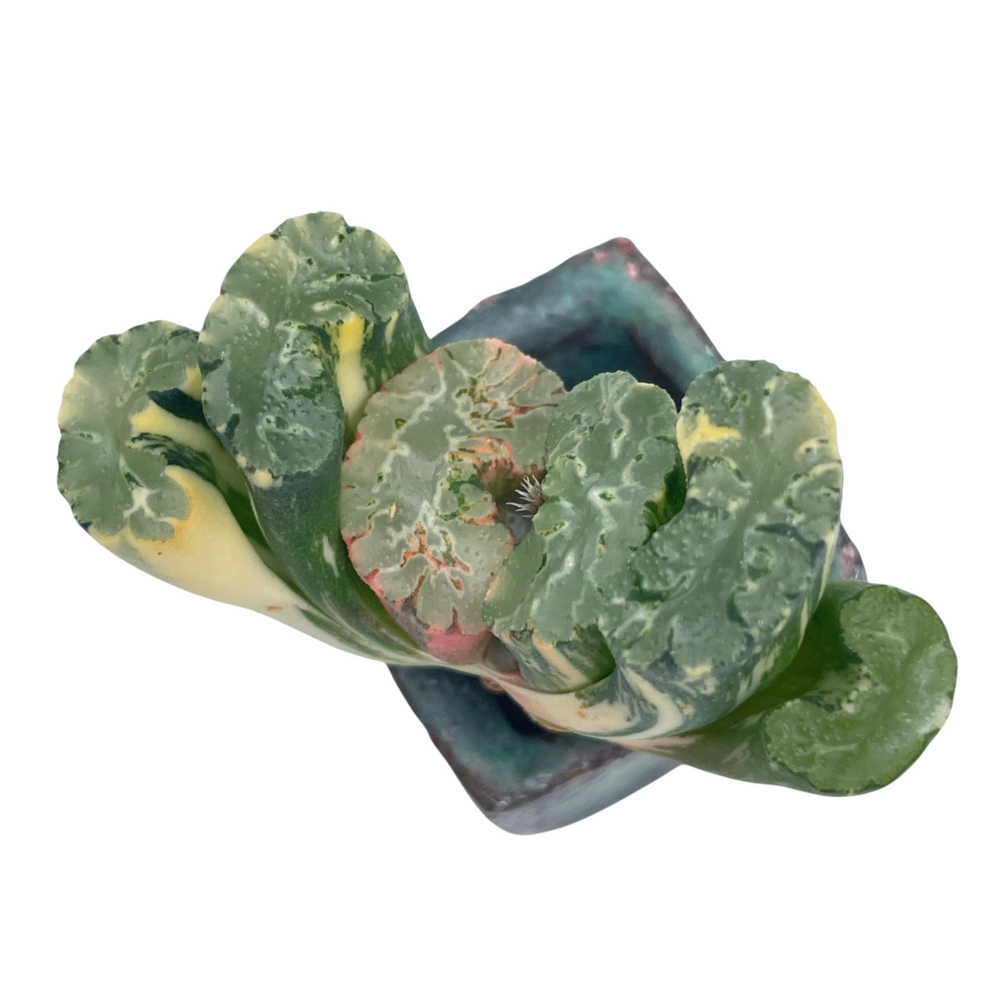 Haworthia Truncata, Variegata