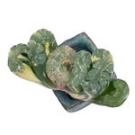 Haworthia Truncata, Variegata