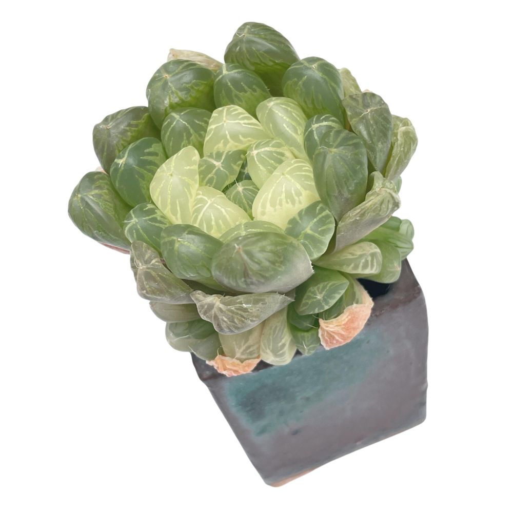 Haworthia Obtusa var Amber Cluster