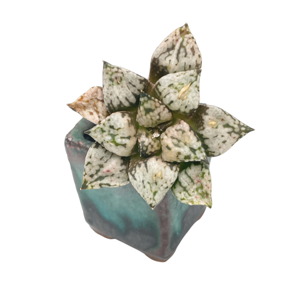 Haworthia Pandora