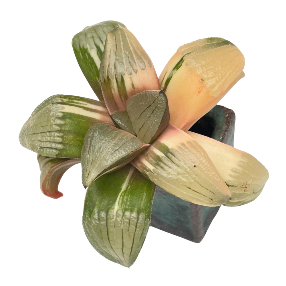Haworthia Comptoniana, Variegata, Large