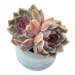 Echeveria Sp.