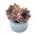Echeveria Sp.