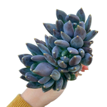 Echeveria Black Swan, Triple