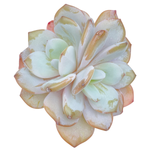 Echeveria Cream Tea, Large