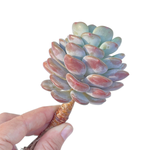 Echeveria Ice Cream, Old Specimen, Nice Form