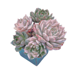 Echeveria Olivia, Variegated Cluster