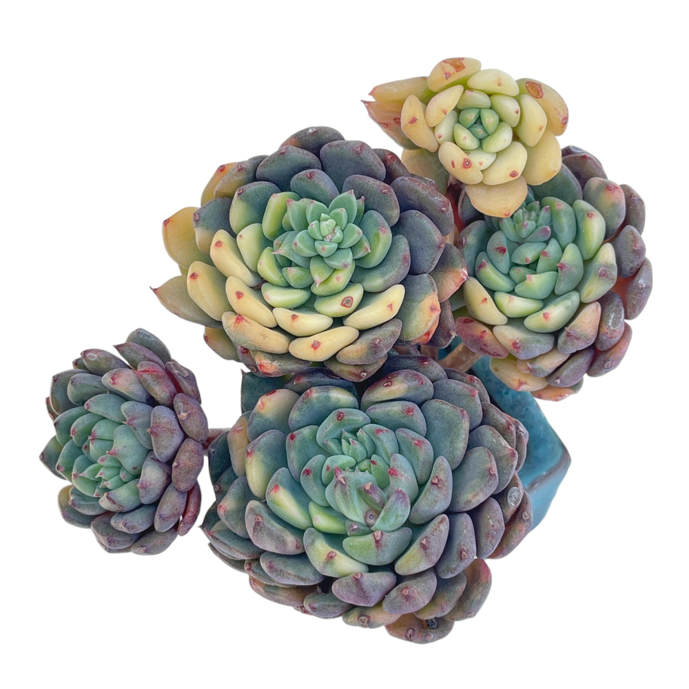 Echeveria Green Surf, Variegated Cluster