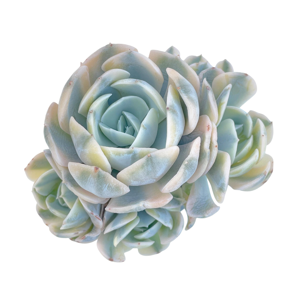 Echeveria Akahosi, Variegated Cluster