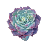 Echeveria Fairy Queen