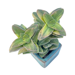 Crassula Springtime, Variegata