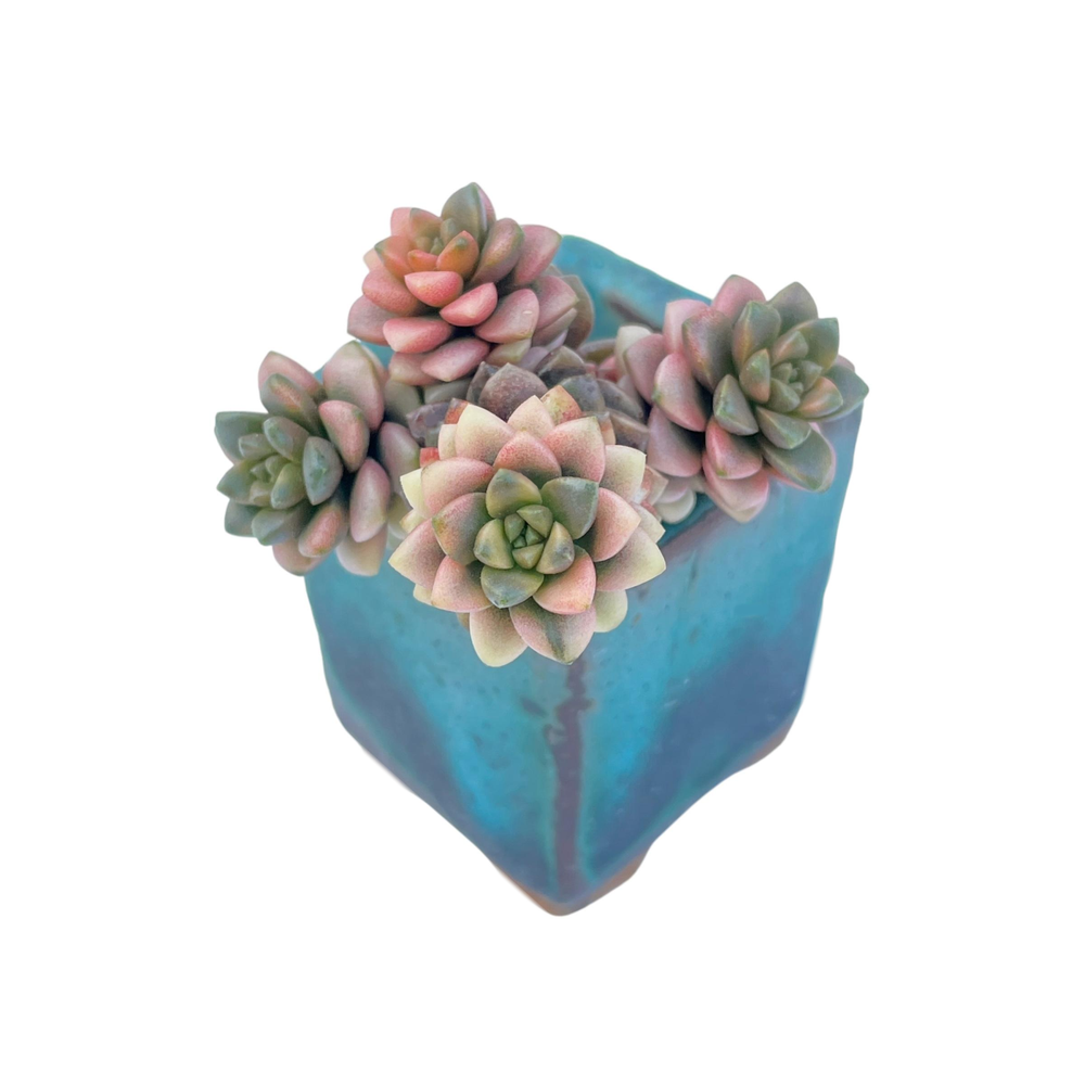 little gem succulent Cremnosedum Little Gem, Variegata – Cedar Creek Farmhouse