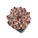 Echeveria Cherry Blossom 'B Type'