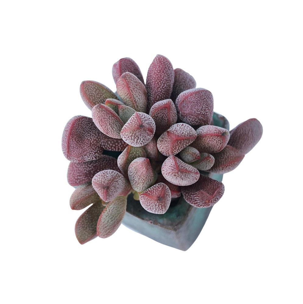 Crassula Fragarioides, Cluster