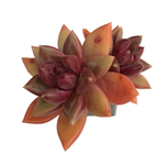 SALE! Echeveria Tivoli