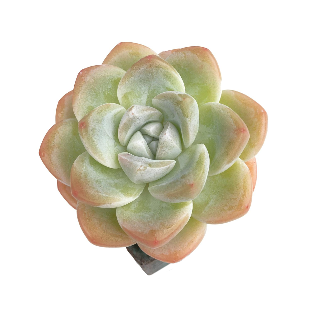 SALE! Echeveria Ice Green, (Medium)