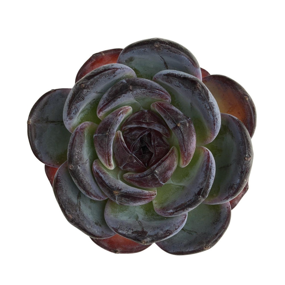 SALE! Echeveria Dark Opal