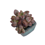 SALE! Crassula Fragarioides, (Small Cluster)