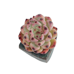 SALE! Echeveria Cherry Blossom 'B Type'