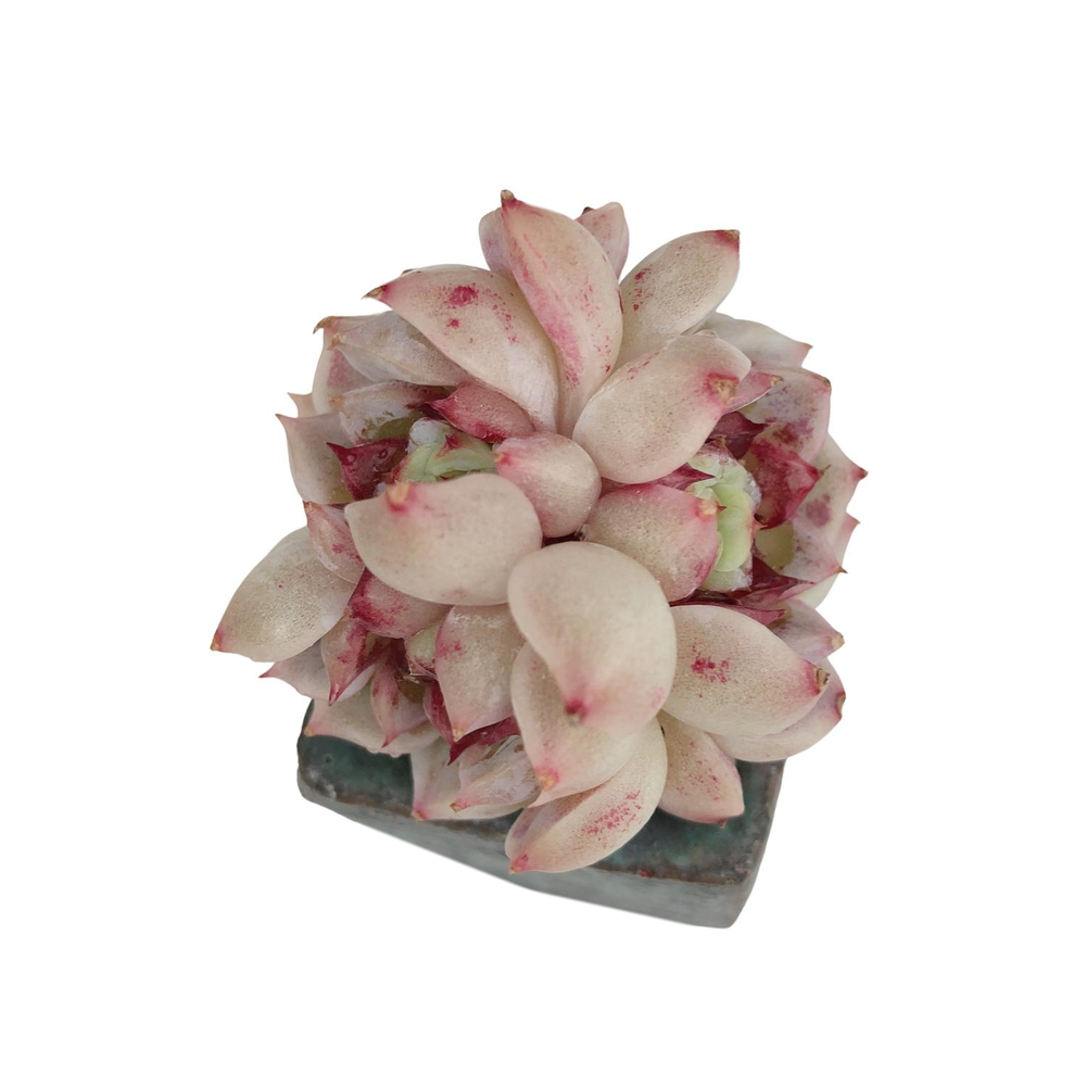 SALE! Echeveria Red Velvet, Triple