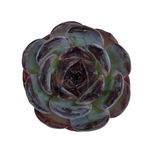 SALE! Echeveria Dark Opal