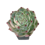 SALE! Echeveria Chihuahuaensis, Variegata