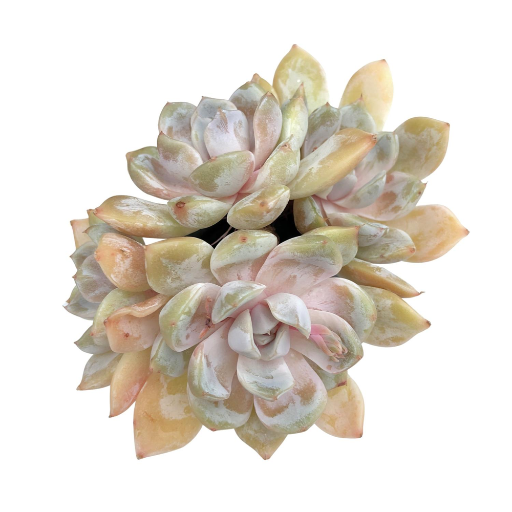 SALE! Echeveria Snow Bunny