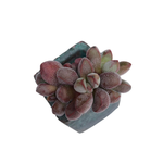 SALE! Crassula Fragarioides, (Small Cluster)