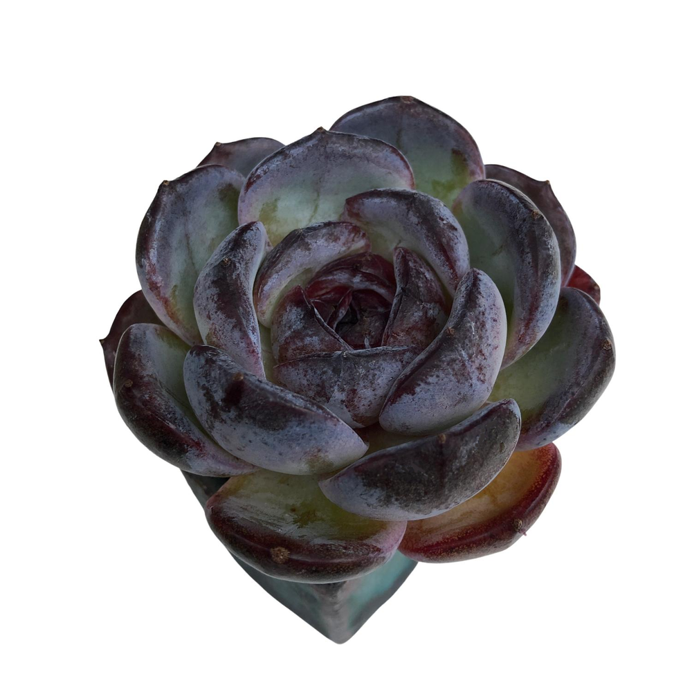 SALE! Echeveria Dark Opal