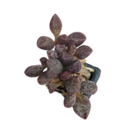 SALE! Adromischus 'Coffee Beans'