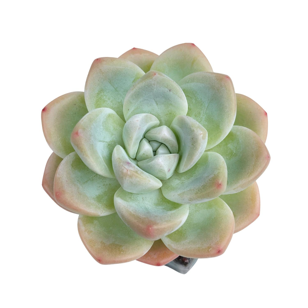 SALE! Echeveria Ice Green, (Medium)