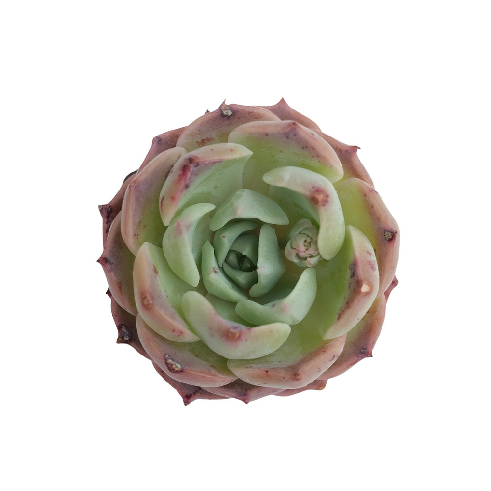 SALE! Echeveria Gold Light