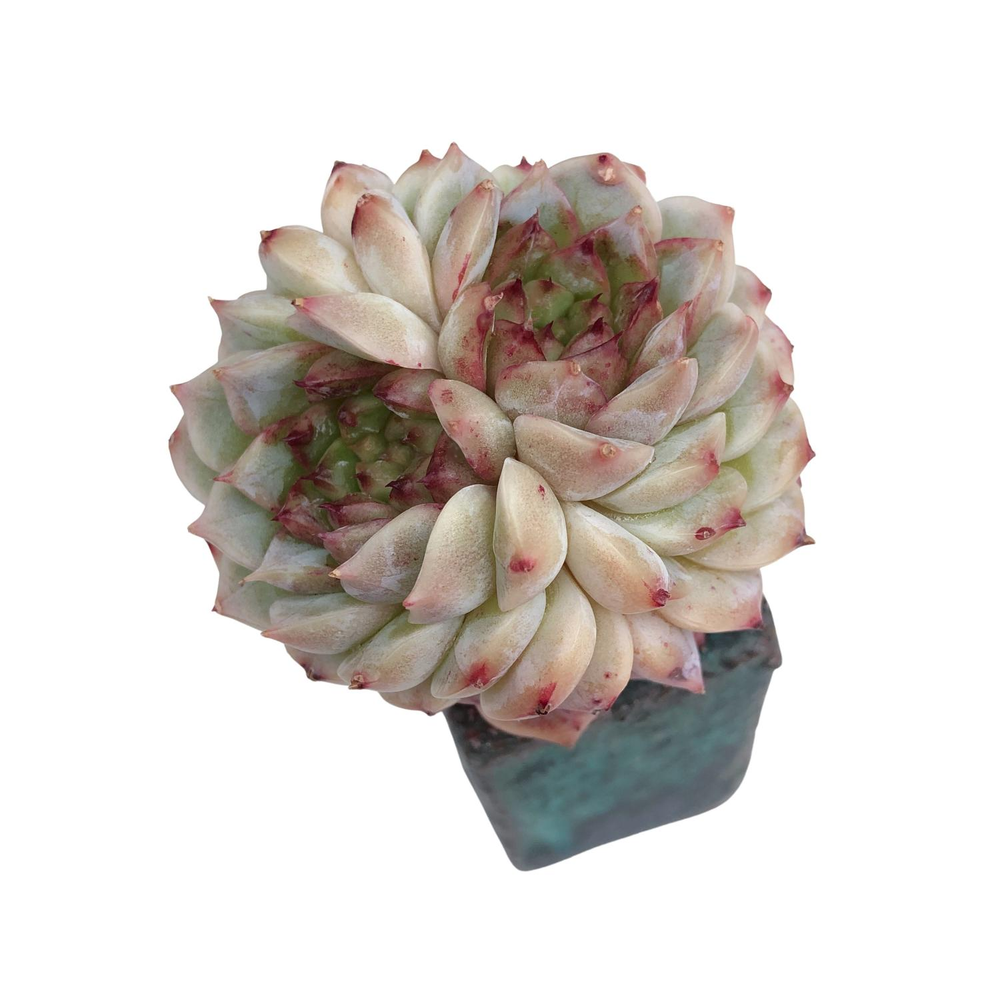 SALE! Echeveria Red Velvet, (Stacked Double)