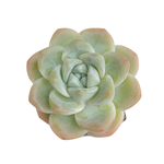 SALE! Echeveria Ice Green, (Medium)