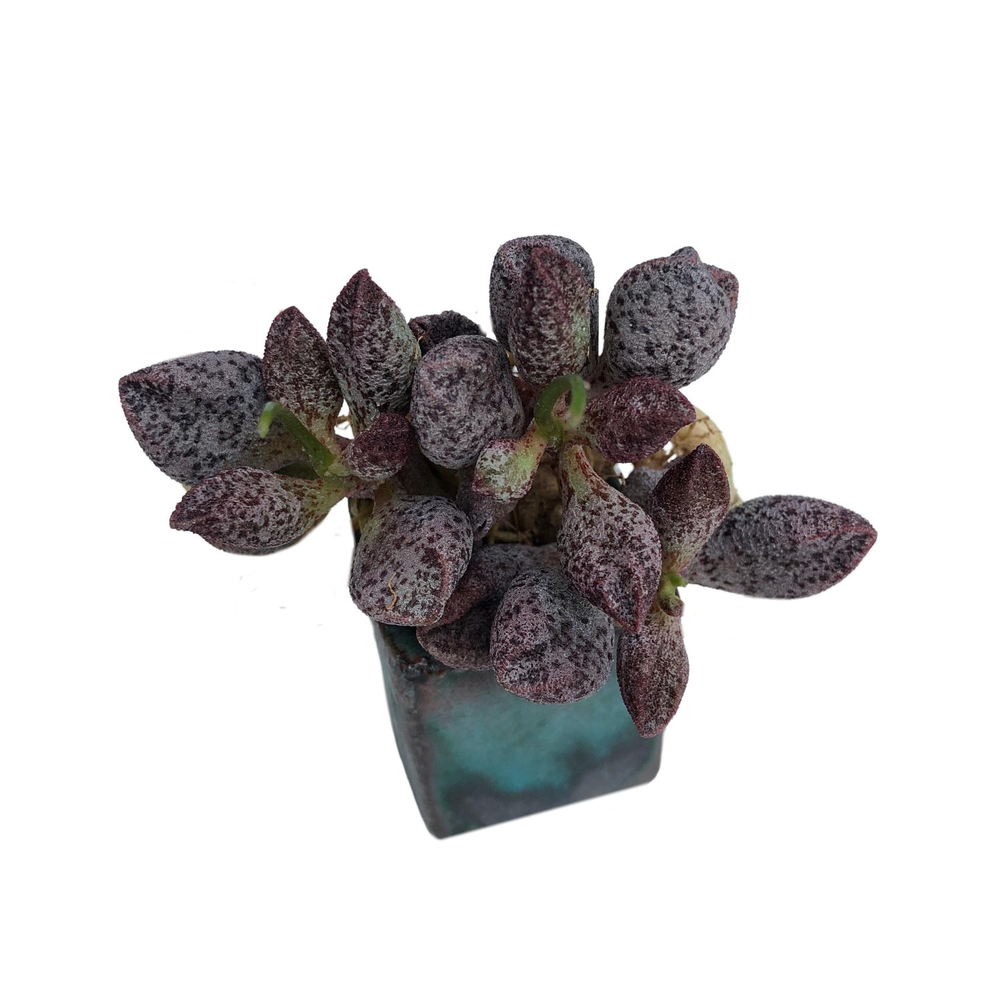 SALE! Adromischus 'Coffee Beans'