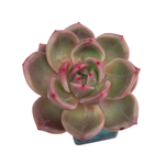 SALE! Echeveria Baekya White Knight