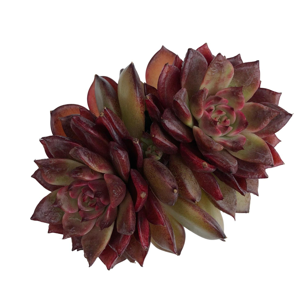 SALE! Echeveria Red Chocolate, Cluster